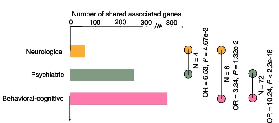 Open access visualization of Bar Plot, Scatter Plot, Associated Genes, Brain Disorders, Behavioral-Cognitive Phenotypes