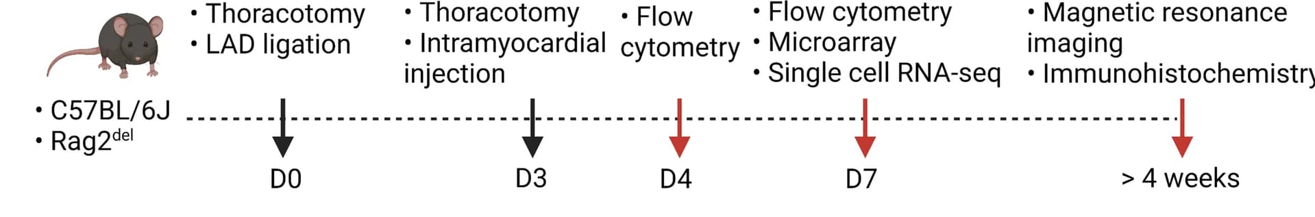 Open access visualization of Workflow, Illustration, Experimental Setup, Thoracotomies, Matrigel