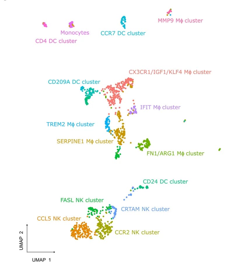 Open access visualization of UMAP, Scatter Plot, Single-Cell RNA Sequencing, Innate Immune Cells, Myocardial Infarction