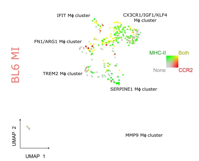 Open access visualization of Scatter Plot, UMAP, UMAP Visualization, CCR2 Expression, MHC-II Expression