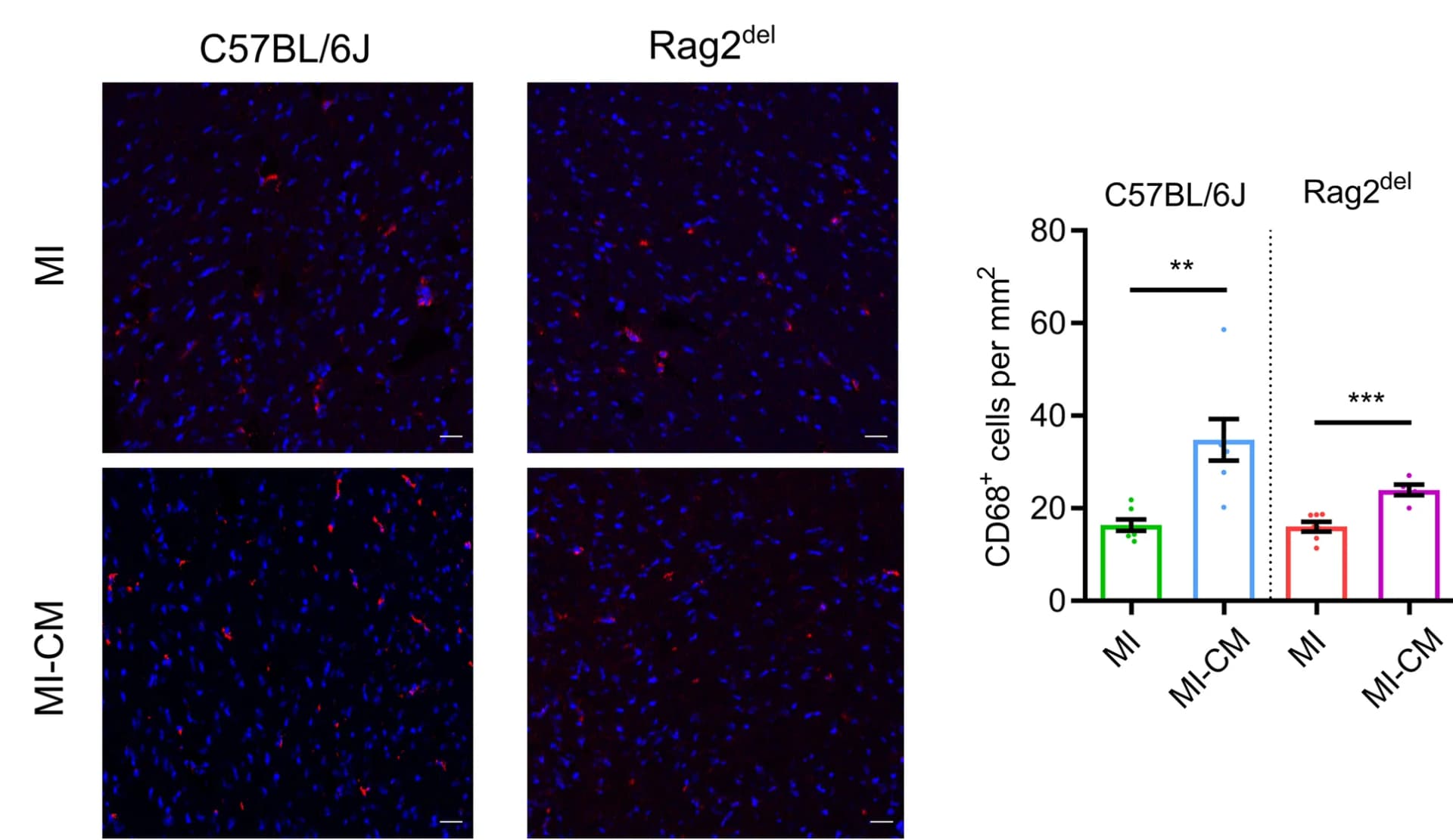 Open access visualization of Bar Plot, Error Bars, Microscopy, CD68+ Cells, Remote Area of Heart