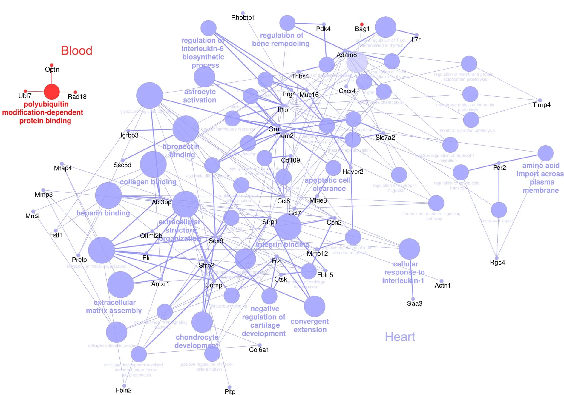 Open access visualization of Network, Pathway, Network analysis, GO terms, Heart transcripts