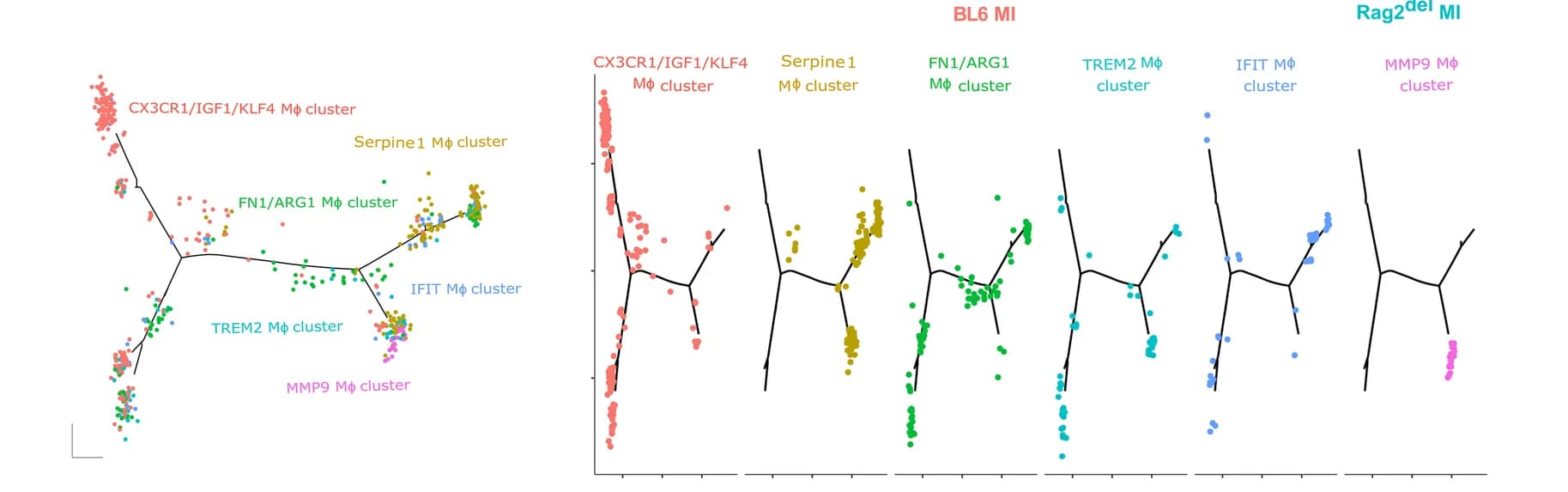 Open access visualization of Scatter Plot, Network, Differentially Expressed Genes, Macrophage Clusters, Monocle Algorithm