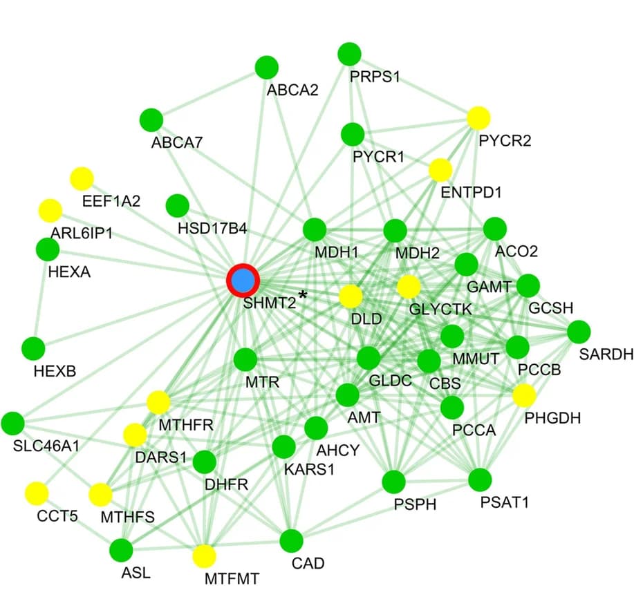 Open access visualization of Network, Pathway, HSP/CA, Serine Hydroxymethyltransferase 2, Candidates
