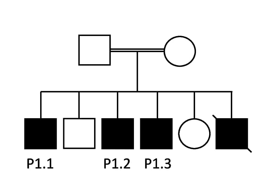 Open access visualization of Illustration, Pedigree