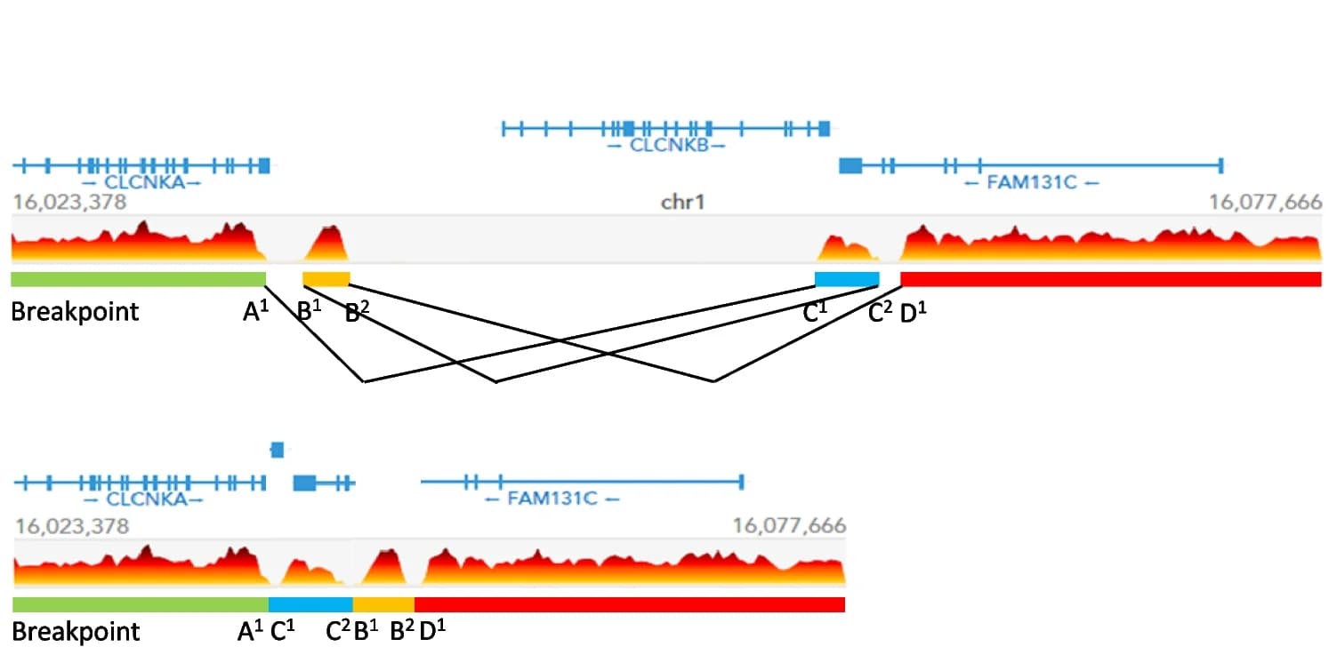 Open access visualization of Line Plot, Network, Genomic structural rearrangement, Breakpoint regions, Genomic DNA