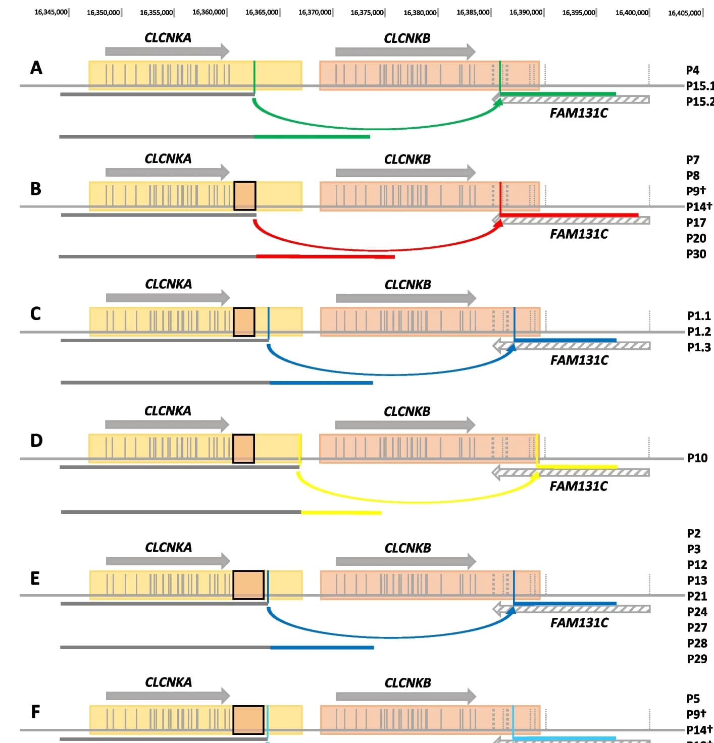 Open access visualization of Illustration, CLCNKB, Deletion alleles, Breakpoint regions, CLCNKA