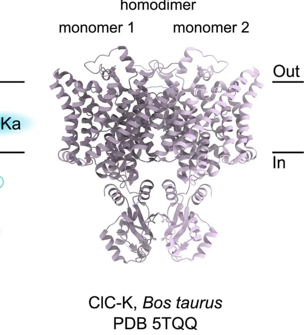 Open access visualization of Protein Structure, Cryo-EM structure, ClC-K homodimer, Bos taurus