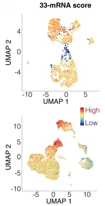 Open access visualization of Scatter Plot, UMAP, 33-mRNA score, Myeloid Cells, Macrophages