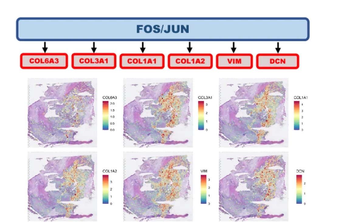 Open access visualization of Microscopy, FOS, JUN, Transcription Factors, Extracellular Matrix Remodeling