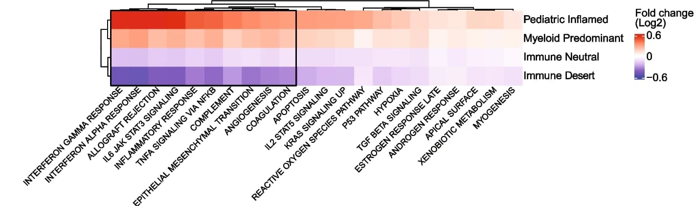 Open access visualization of Heatmap, Clustered, Gene Enrichment Scores, Immune Cluster, MSigDB Pathways