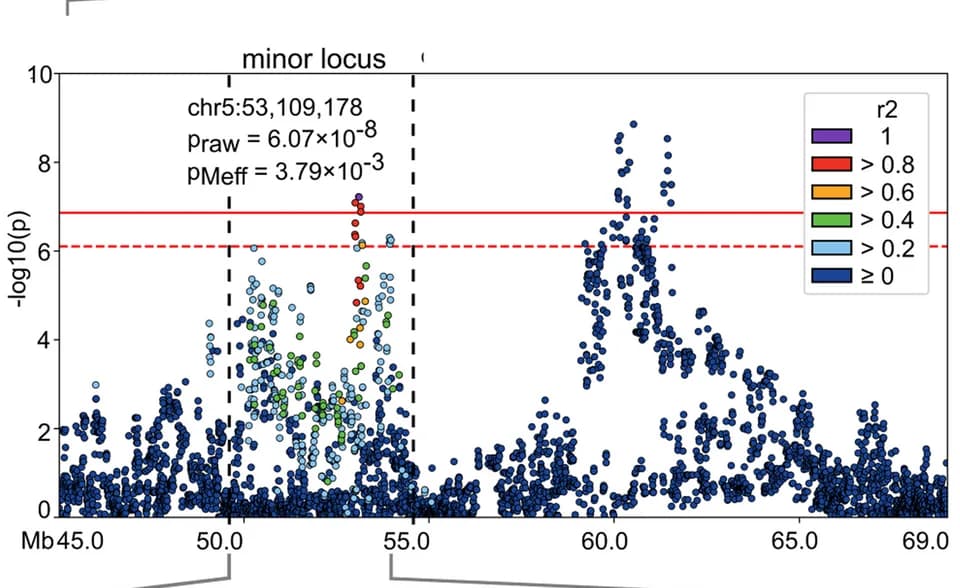 Open access visualization of Scatter Plot, Manhattan Plot, Locus Plot, SNP, Chromosome 5