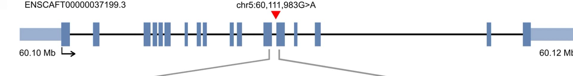 Open access visualization of Illustration, Exon-intron Structure, Canine, RNF207 Transcript