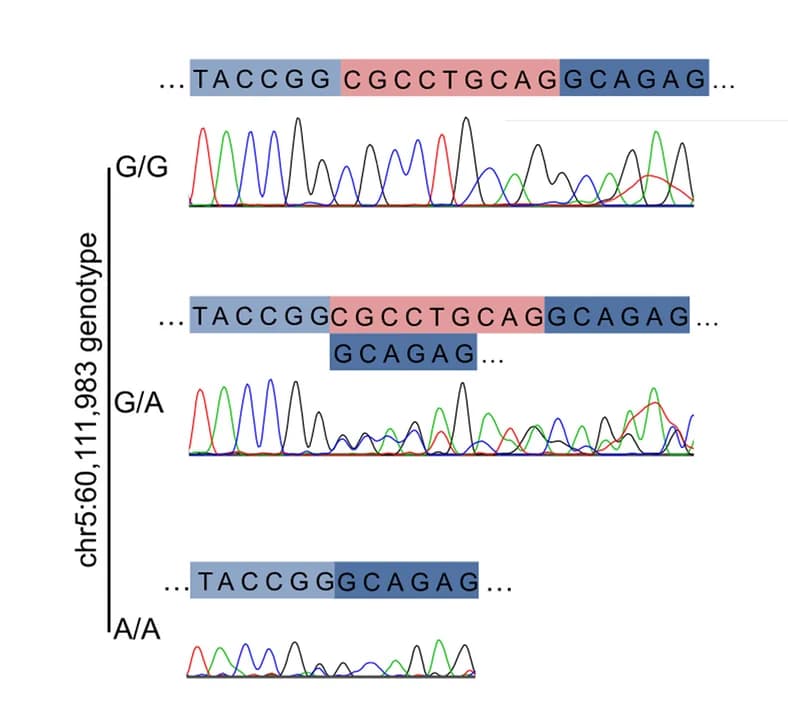 Open access visualization of Line Plot, Chromatograms, RNF207 cDNA, Dobermanns, Genotypes
