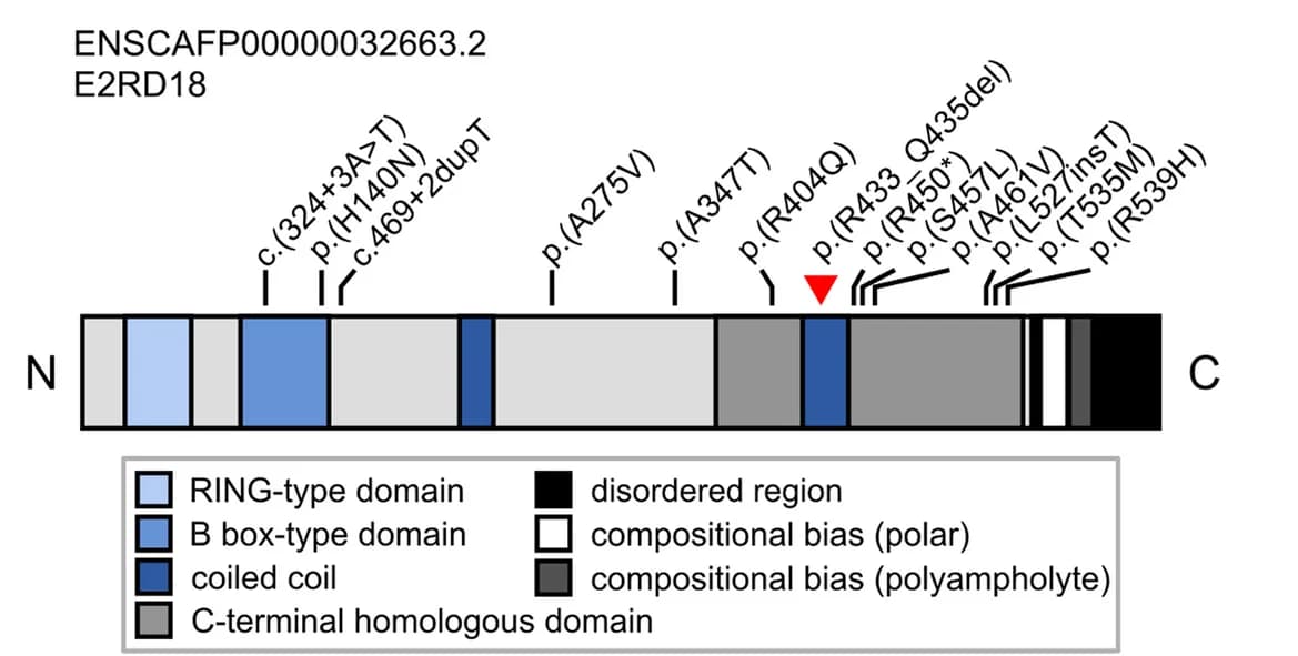 Open access visualization of Illustration, Schematic Representation, Canine, RNF207 Protein, Variant