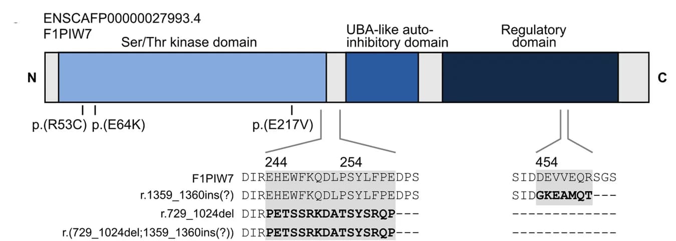 Open access visualization of Illustration, PRKAA2 Protein, Amino Acid Sequences, Aberrant Transcripts, Cardiomyopathy