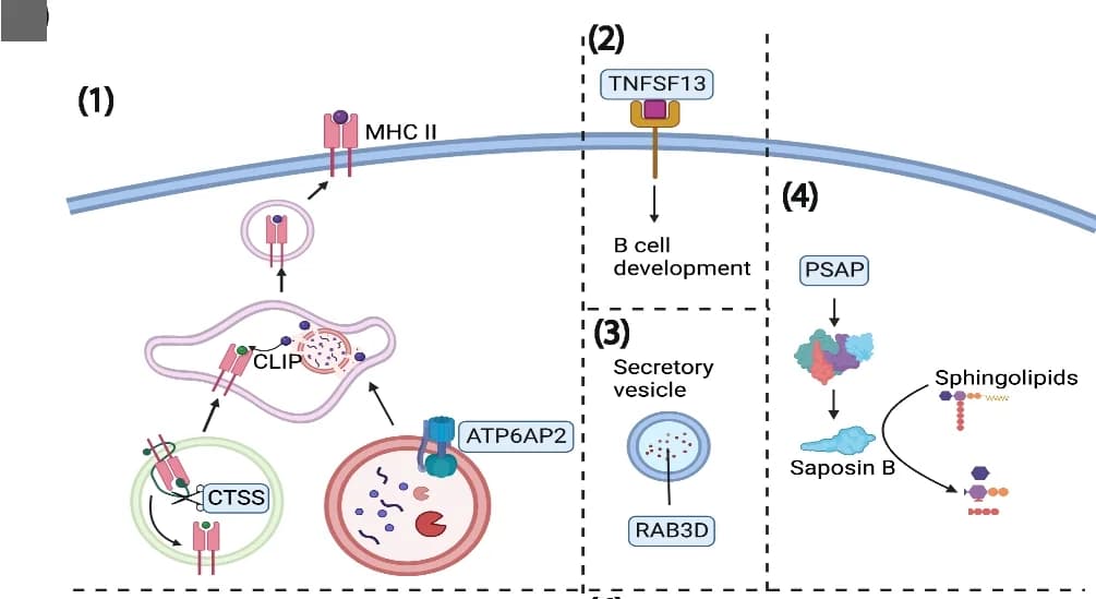 Open access visualization of Workflow, Illustration, Functional biological context, Interleukin production, Key drivers