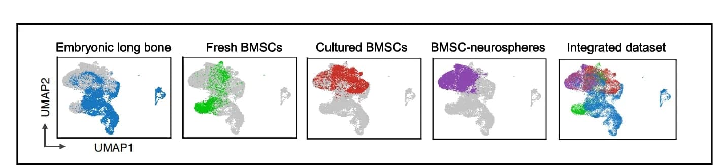 Open access visualization of UMAP, scRNAseq, Embryonic Long Bone, Fresh BMSCs, Cultured BMSCs