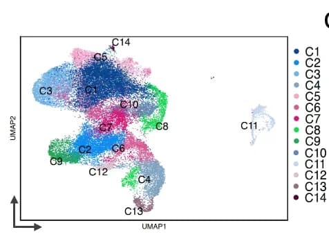 Open access visualization of Scatter Plot, UMAP, Unsupervised Clustering, Integrated Dataset, Cell Clusters