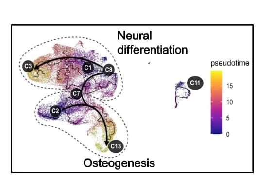 Open access visualization of Scatter Plot, UMAP, Pseudotime, Neural Differentiation, Osteogenesis