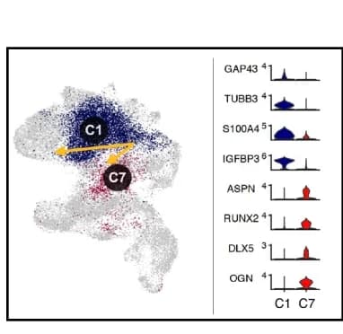 Open access visualization of UMAP, Ridge Plot, Branch Points, Neural Differentiation, Skeletal Development