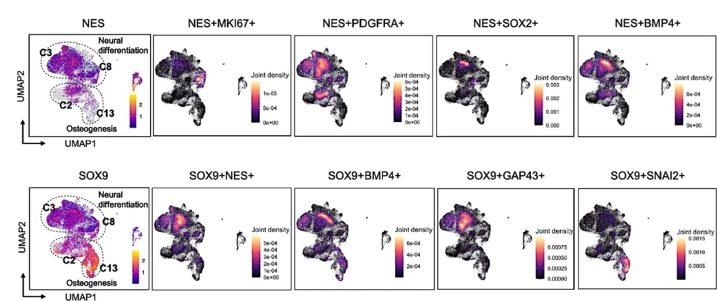 Open access visualization of UMAP, Scatter Plot, Joint Density Map, Co-expression, Integrated Dataset