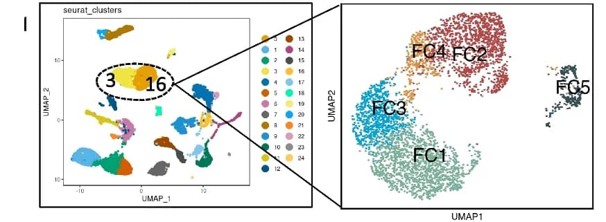 Open access visualization of UMAP, Scatter Plot, Bone Marrow, BMSCs, Cell Clusters