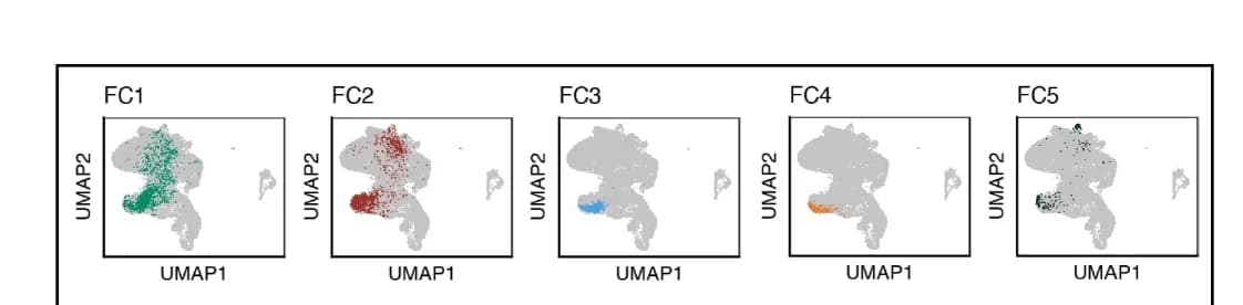 Open access visualization of UMAP, Scatter Plot, Cell Subpopulations, Integrated Dataset, Neurogenic Differentiation