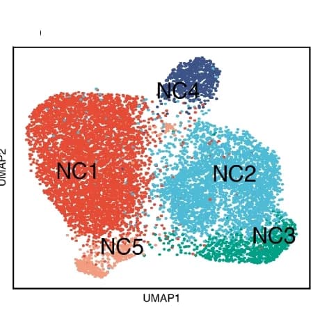 Open access visualization of Scatter Plot, UMAP, Clusters, BMSC-Neurospheres, Unsupervised Clustering