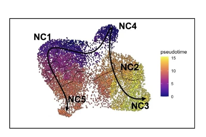 Open access visualization of Scatter Plot, UMAP, Pseudotime Trajectory, Developmental States