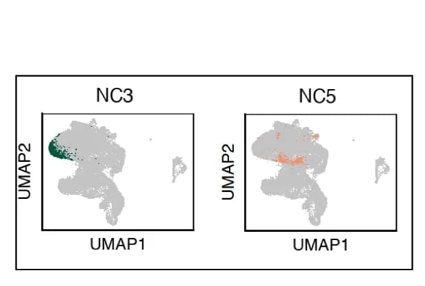 Open access visualization of UMAP, Scatter Plot, Projections, Integrated Dataset