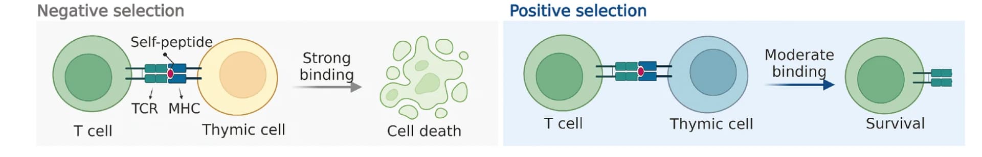 Open access visualization of Workflow, Illustration, T-cells, Thymus, Positive Selection