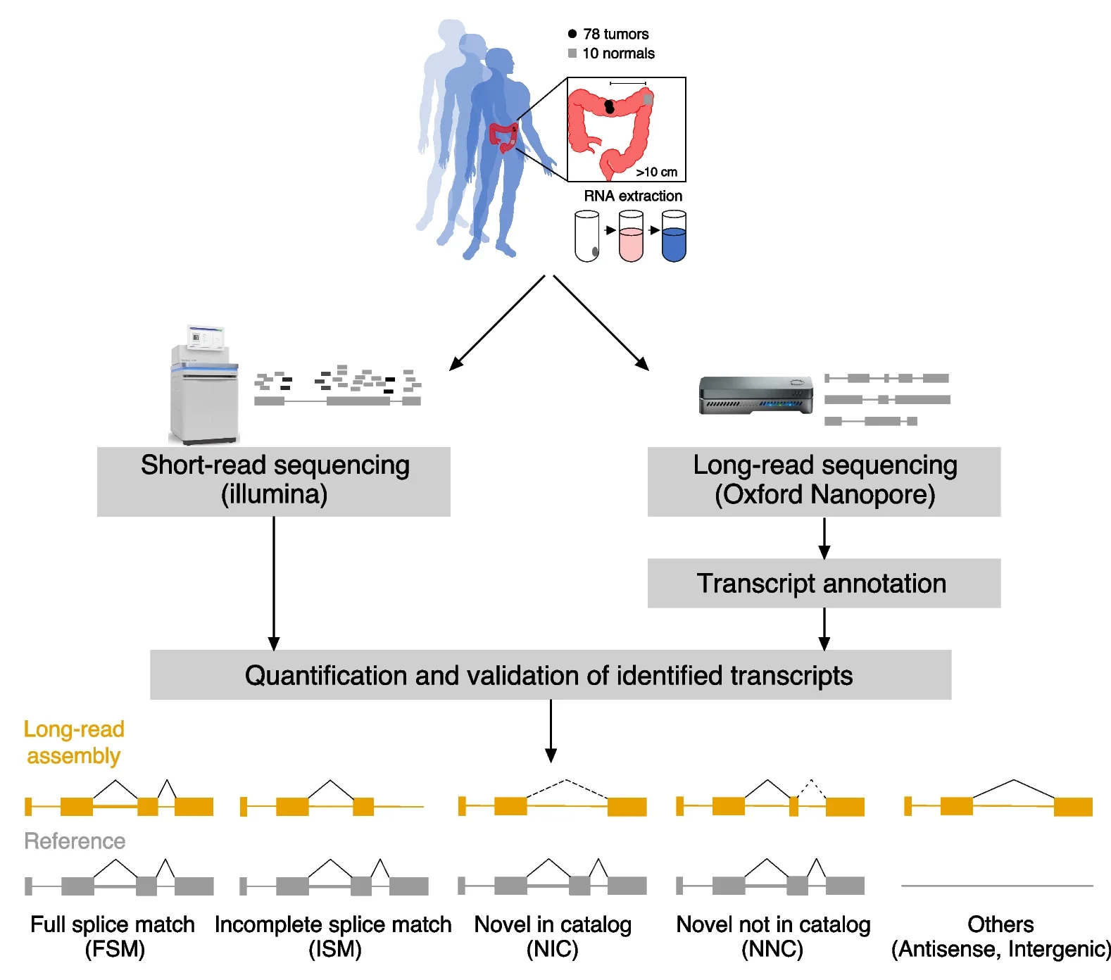 Open access visualization of Workflow, Illustration, Transcriptome reconstruction, ONT sequencing, FLAIR-SQANTI3 pipeline