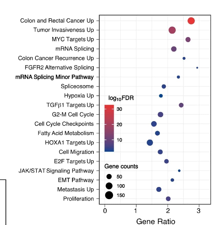 Open access visualization of Bubble Plot, Volcano Plot, Pathways, Genes, Novel Transcripts