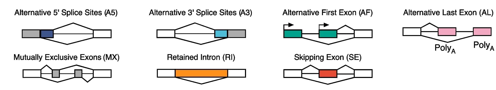 Open access visualization of Illustration, Workflow, Alternative Splicing, A5 Splice Site, A3 Splice Site