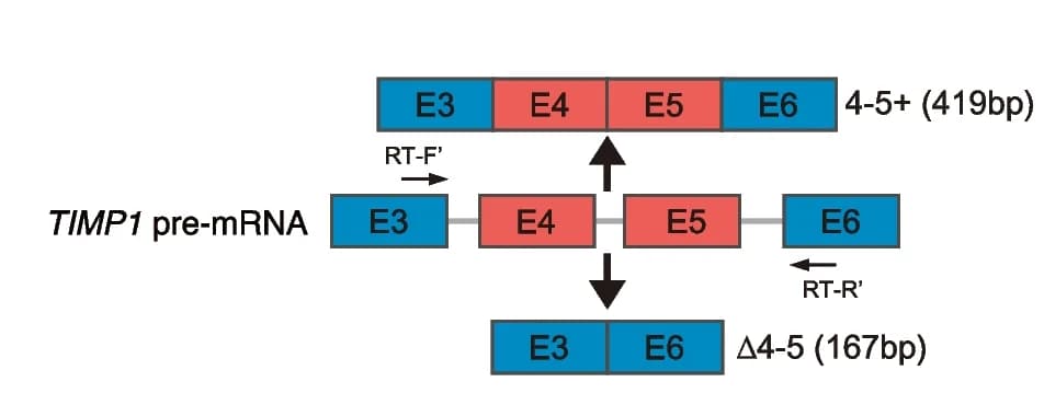 Open access visualization of Illustration, Primer Design, Exon 4 and 5 Inclusion, Exon 4 and 5 Exclusion, TIMP1