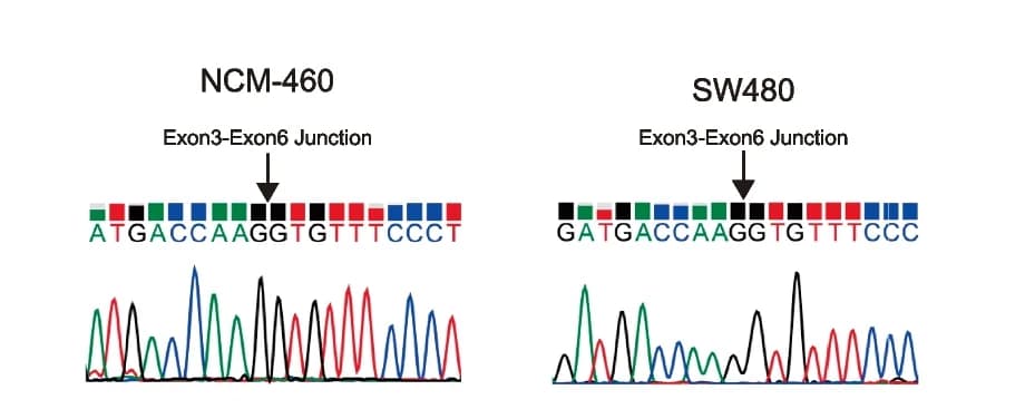Open access visualization of Line Plot, Sanger Sequencing Analysis, Exon3-exon6 Junction, NCM-460 Cells, SW480 Cells