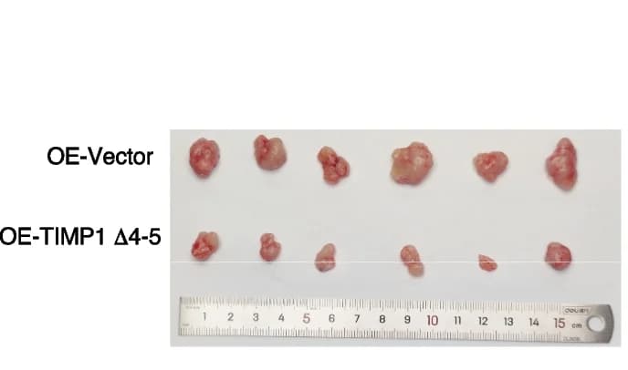 Open access visualization of Photo, Xenograft Mouse Model, SW480 Cells, TIMP1, Lentivirus