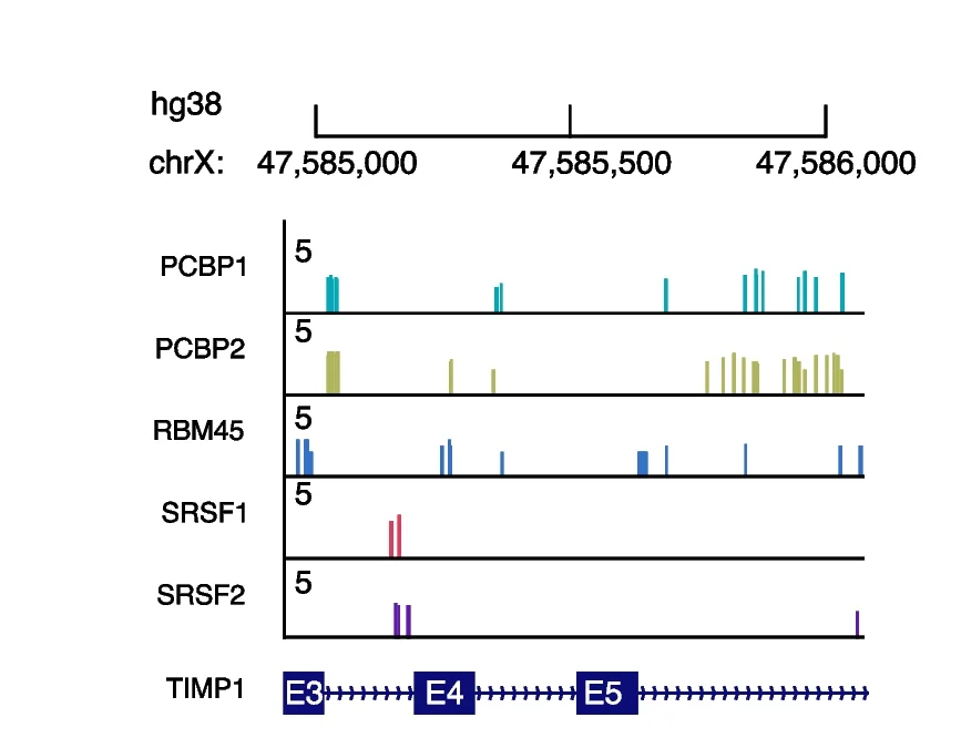 Open access visualization of Bar Plot, RNA-Binding Proteins, TIMP1 pre-mRNA