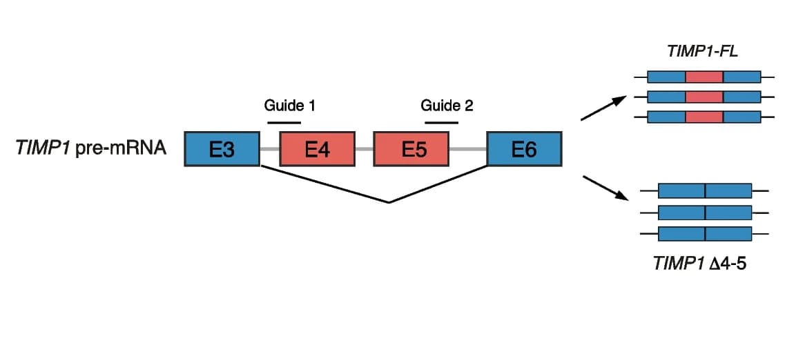Open access visualization of Workflow, Illustration, TIMP1, Alternative Splicing, CRISPR/dCasRx system