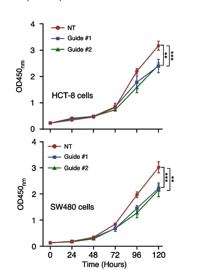 Open access visualization of Line Plot, Error Bars, MTT Assay, HCT-8 Cells, SW480 Cells