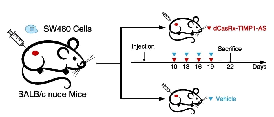 Open access visualization of Workflow, Flowchart, Illustration, In Vivo Analysis, Anti-tumor Effect