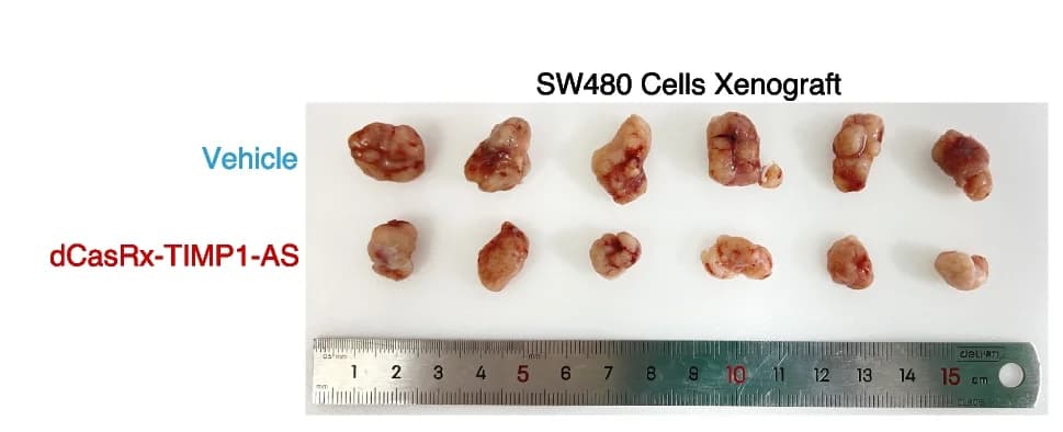 Open access visualization of Photo, Xenograft Mouse Model, SW480 Cells, BALB/c Nude Mice, Tumors
