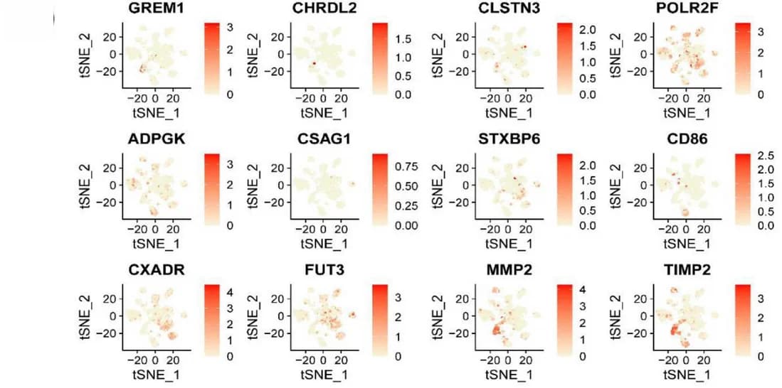 Open access visualization of Scatter Plot, UMAP, Protein Coding Genes, Cell Clusters