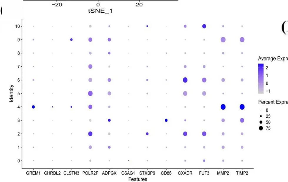 Open access visualization of Bubble Plot, Protein Coding Genes, Cell Clusters