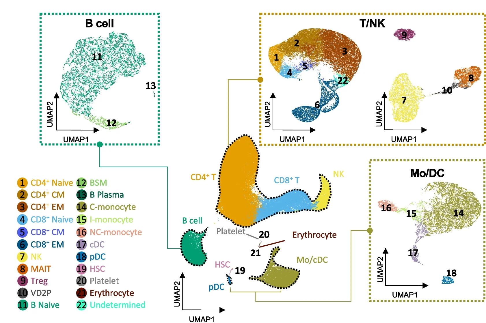 Open access visualization of UMAP, Single Cells, Gene Expression, Clustering, Immune Compartments
