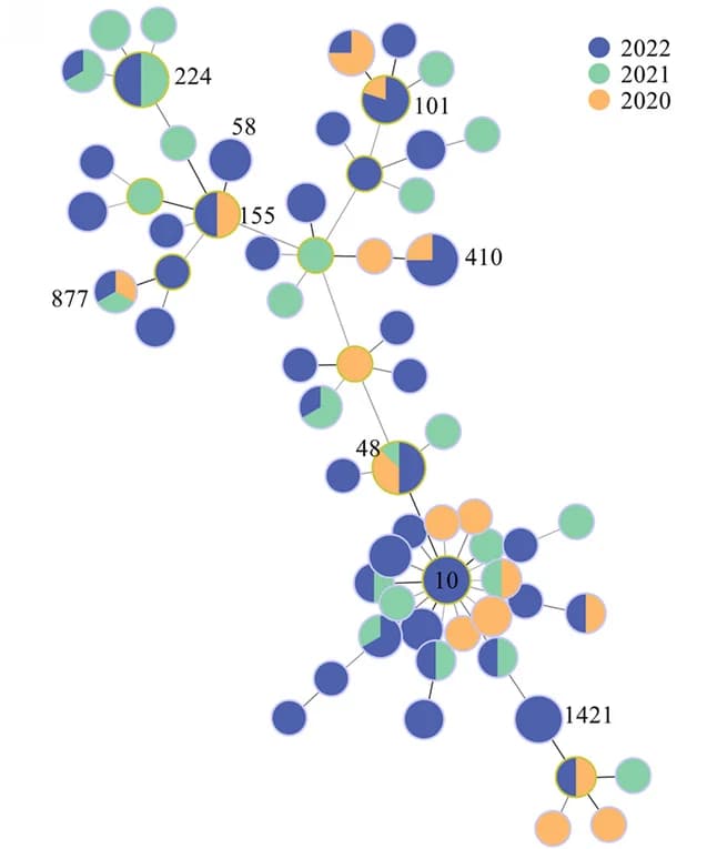 Open access visualization of Network, Pie Chart, STs Distribution, CREC Isolates, Regions