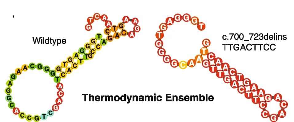 Open access visualization of Chemical Structure, Secondary Structure Predictions, WT RNA, Mutant RNA, RNAfold Server