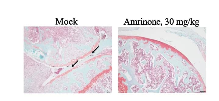 Open access visualization of Microscopy, Drug Efficacy, Bone Erosion, Safranin-O Staining