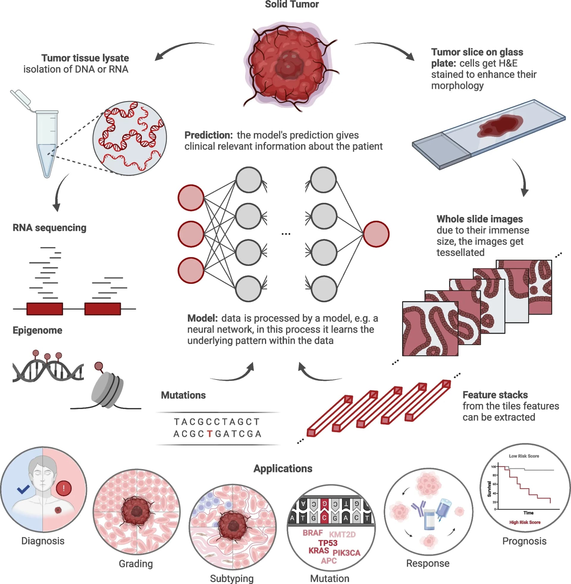 Open access visualization of Workflow, Illustration, Survival Curve, Histopathology, Clinical Genomics